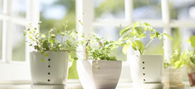 �I���W�i���u�����h�A���}�I�C���@�n�[�u�n